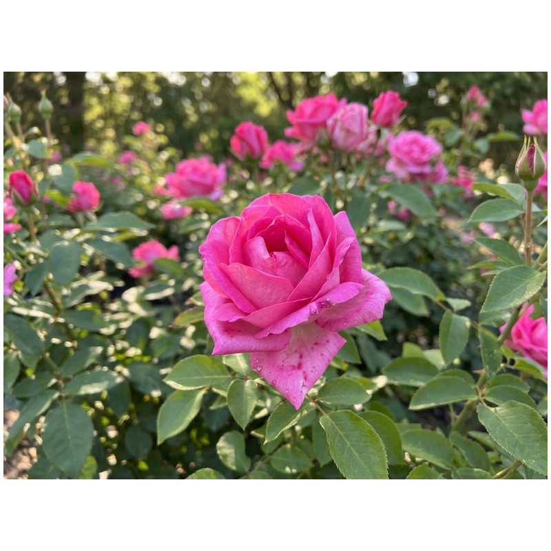 Rosa 'Altamoda' ®