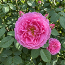 Rosa 'Yves Piaget' ®