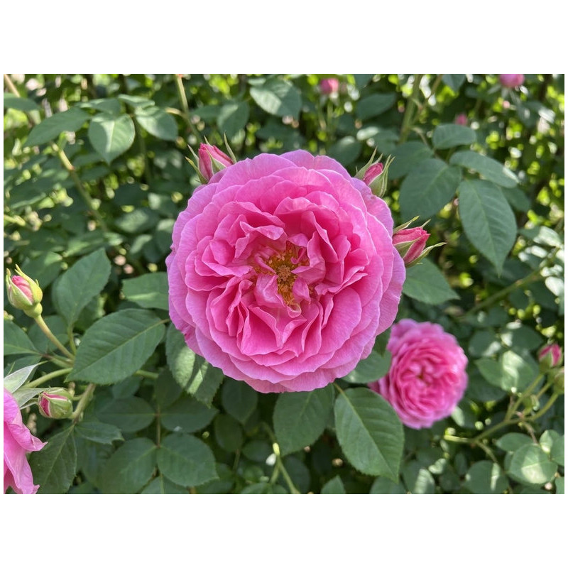 Rosa 'Yves Piaget' ®
