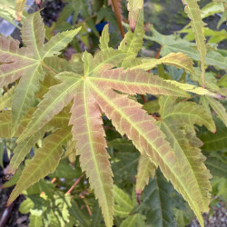 Acer elegantulum - Erable