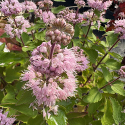 Caryopteris ‘Pavilion Pink‘ ® - Spirée bleue