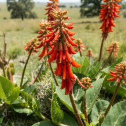 Erythrina zeyheri - Erythrine