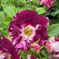 Rosa grimpant 'Purple Splash'