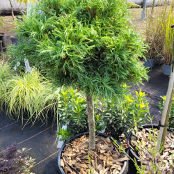 Pinus strobus 'Green curls' - Pin blanc d'Amérique