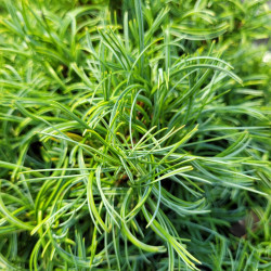 Pinus strobus 'Green curls' - Pin blanc d'Amérique
