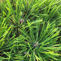 Pinus densiflora 'Jane Kluis' - Pin rouge du Japon