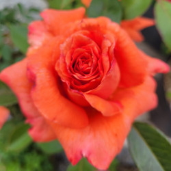 Rosa 'Anne Vanderlov' ® - Rosier