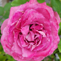 Rosa 'Yves Piaget' ®