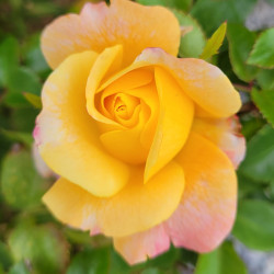 Rosa 'Françoise de Berville' ® - Rosier