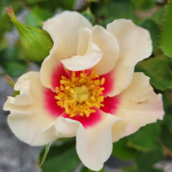 Rosa 'See you in purple' ®