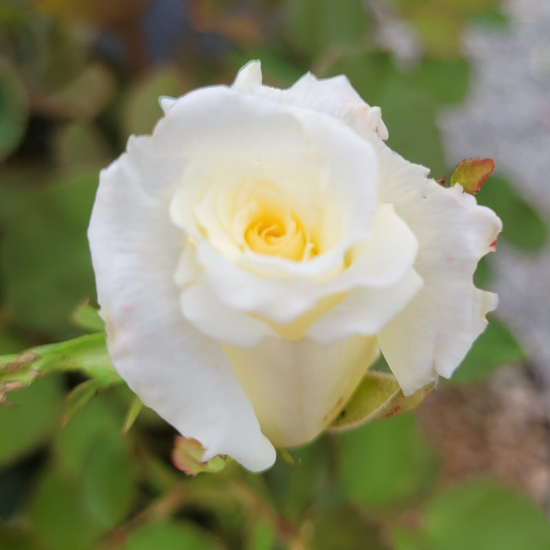 Rosa 'Pape Jean Paul II'® - Rosier