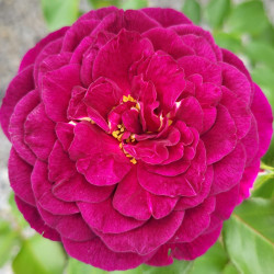 Rosa 'Purple Eden' ® - Rosier