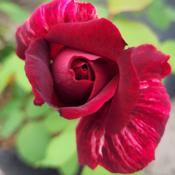 Rosa 'Papa Meilland' ®