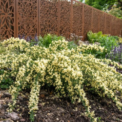 Cytisus kewensis - Genêt rampant