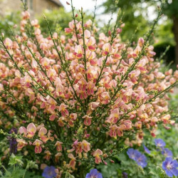 Cytisus praecox 'Zeelandia' - Genêt à balais
