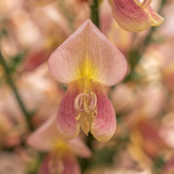 Cytisus praecox 'Zeelandia' - Genêt à balais