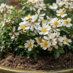 Rosa Rosanatura® Napi® - Rosier couvre-sol
