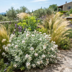 Dorycnium hirsutum 'Frejorgues'