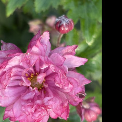 Anemone Puff ® 'Pink'