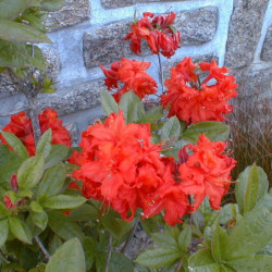 Azalea mollis ‘Gibraltar’