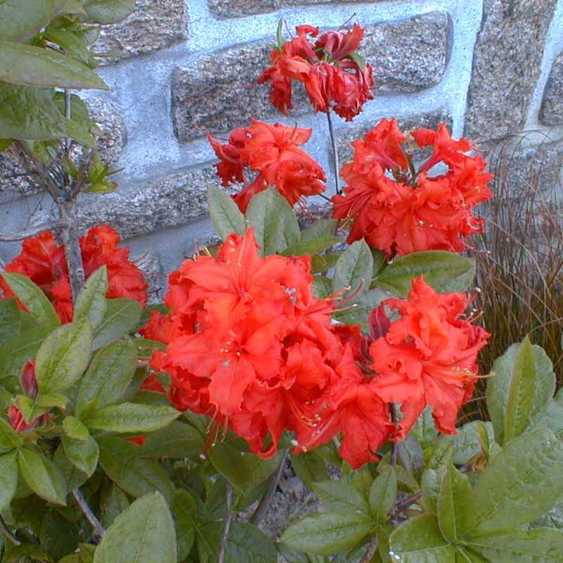 Azalea mollis ‘Gibraltar’