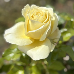 Rosa 'Aubade' ® - Rosier