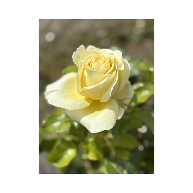 Rosa 'Aubade' ® - Rosier