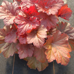 Heuchera 'Dinosaur ® - Bloody' - Heuchère