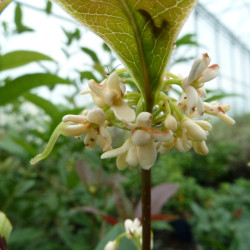 Osmanthus fragrans