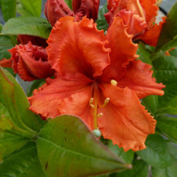 Azalea mollis ‘Gibraltar’