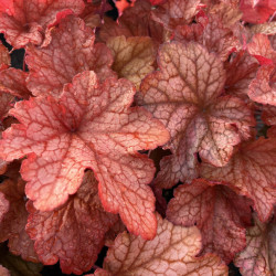 Heuchera 'Paprika' - Heuchère
