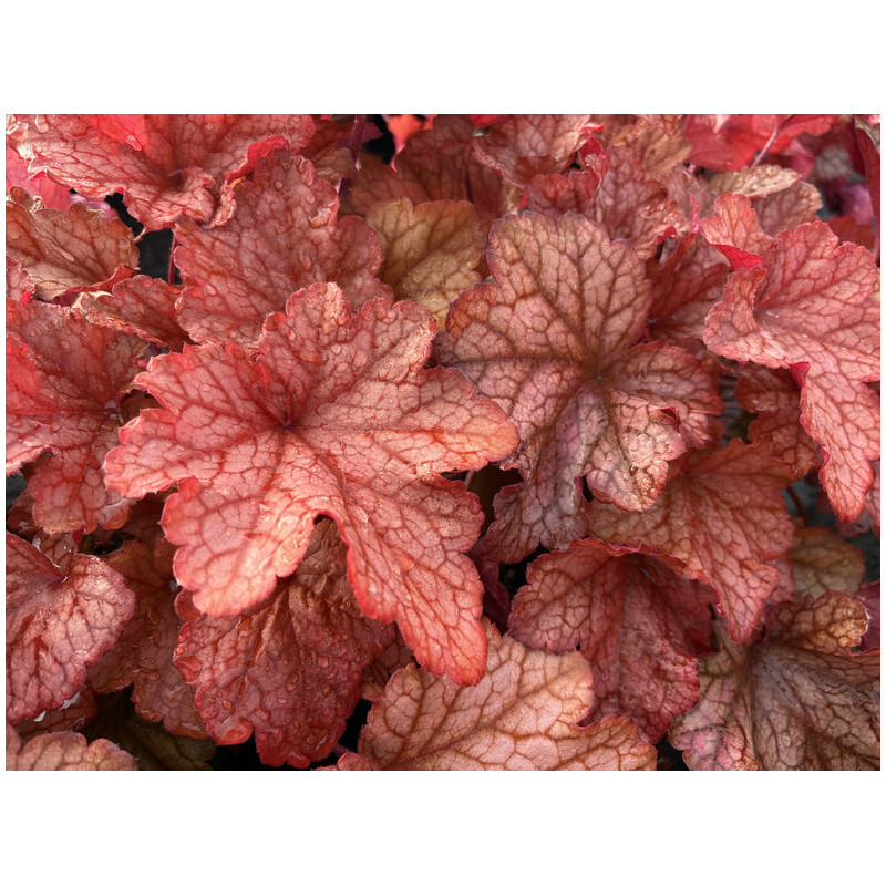 Heuchera 'Paprika' - Heuchère