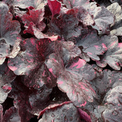 Heuchera 'Midnight Rose' - Heuchère