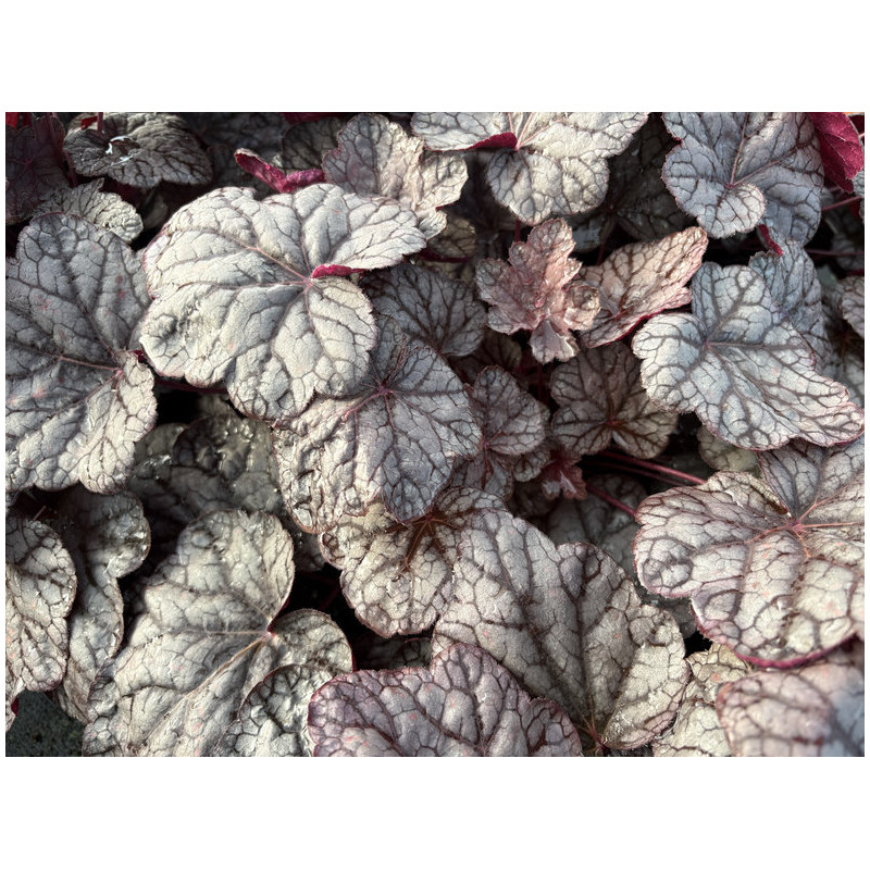 Heuchera ‘Cascade Dawn’