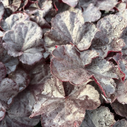 Heuchera 'Black Forest Cake' - Heuchère