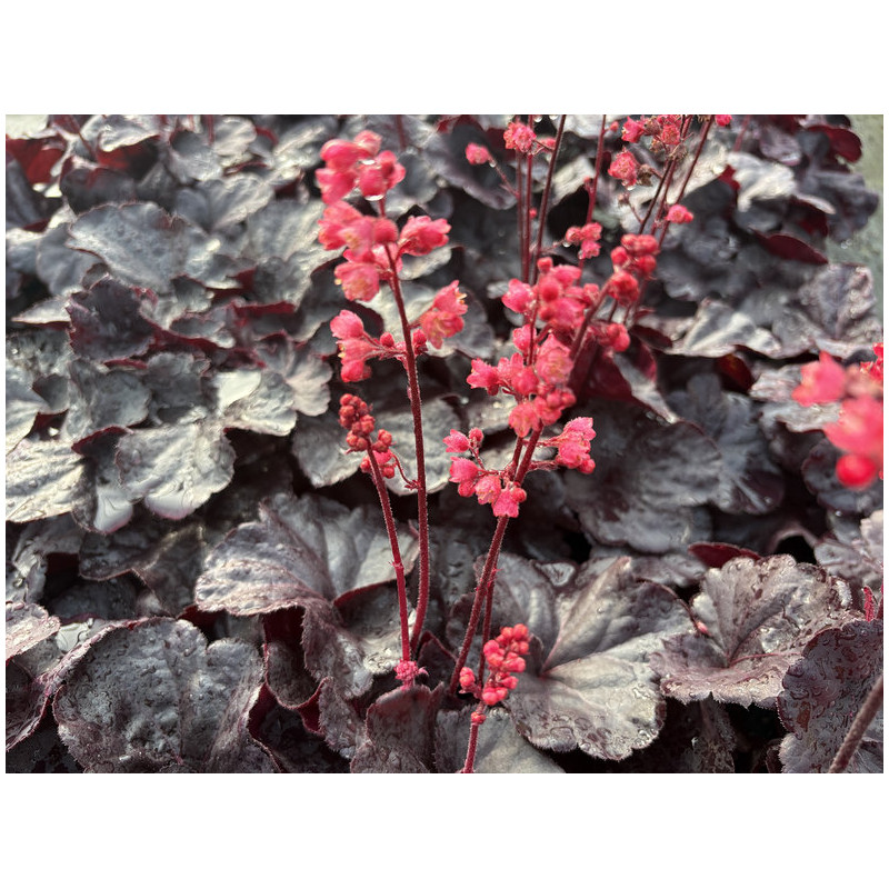 Heuchera 'Black Forest Cake' - Heuchère