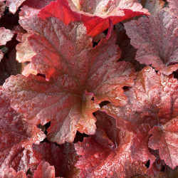 Heuchera 'Dinosaur ® - Bloody' - Heuchère