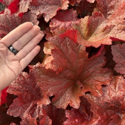 Heuchera 'Dinosaur ® - Bloody' - Heuchère