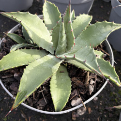 Agave parryi