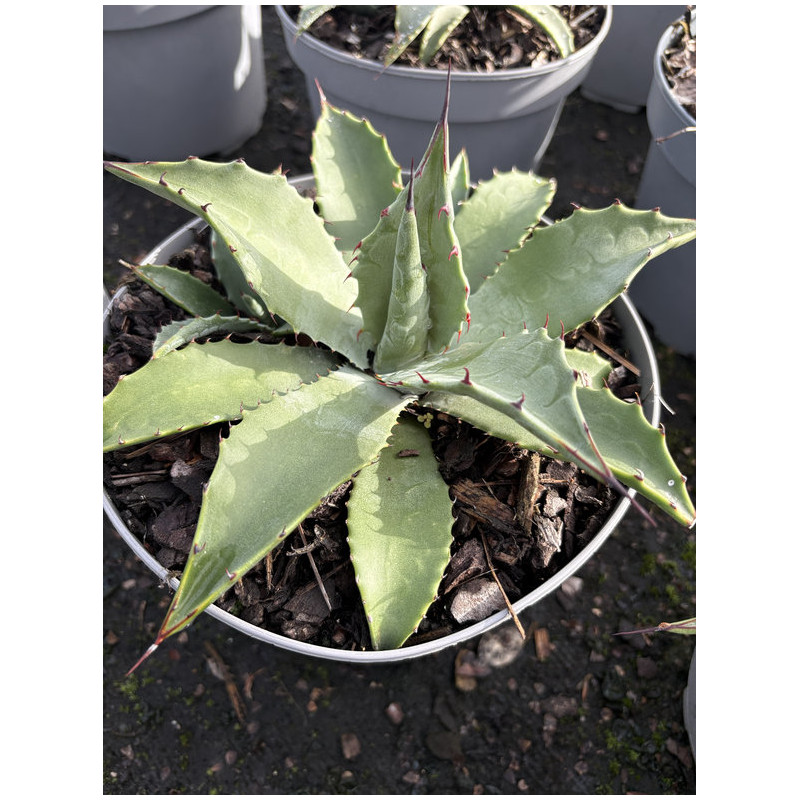 Agave parryi