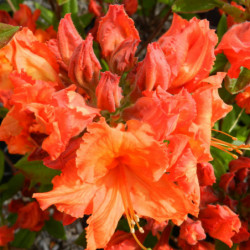 Azalea mollis ‘Gibraltar’