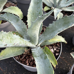 Agave americana protoamericana