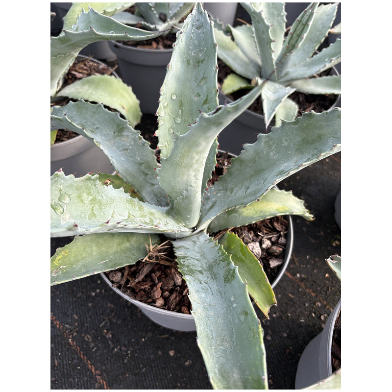 Agave americana protoamericana