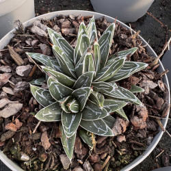 Agave ‘Victoriae Reginae‘