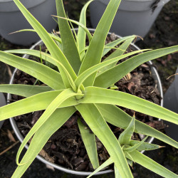 Agave bracteosa 'Calamar'