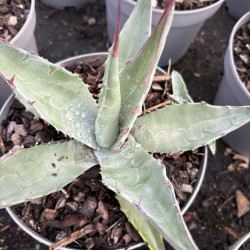 Agave havardiana