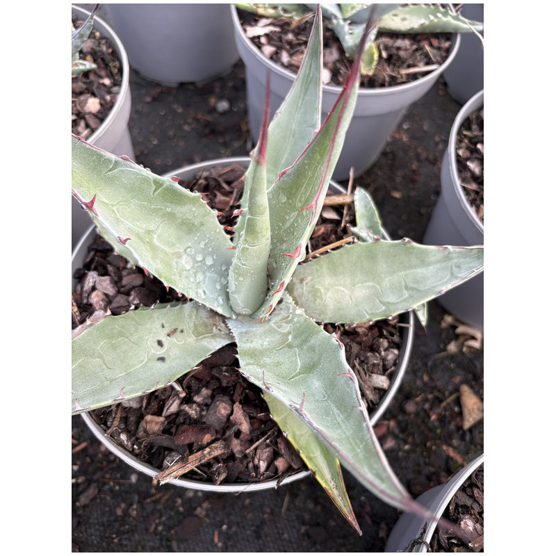 Agave havardiana