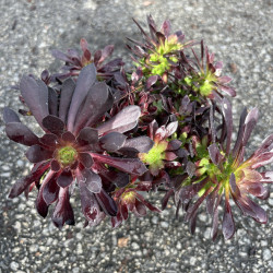 Aeonium arborescens 'Tip top'