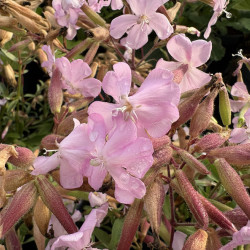 Saponaria x lampeggii 'Max Frei'