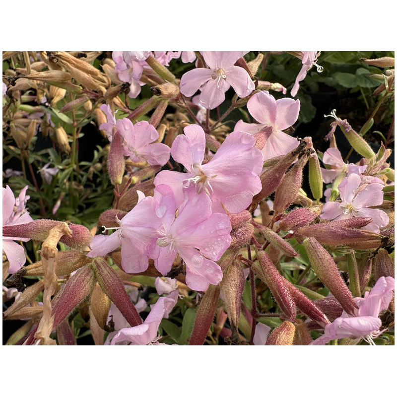 Saponaria x lampeggii 'Max Frei'